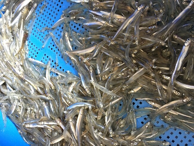 びわ博イチ押し！　今が旬！　氷魚（ヒウオ）の展示
