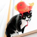 「ペットヘッドギア鯛」 価格：539円