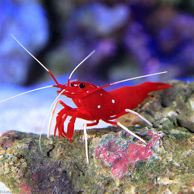 クリスマスにちなんだ生きものが勢揃い！水族館で過ごす「スマートアクアリウムクリスマス2023」