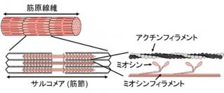 【中部大学】筋肉のバネ振動の新たな解析法を開発し筋肉の波動特性を明らかに　---波動の凹みの挙動という新たな評価指標を発見 ---