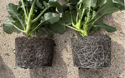 【農業界必見】植物の細根発根に着目した、微生物由来の農作物用資材「LaPlaS」を販売開始