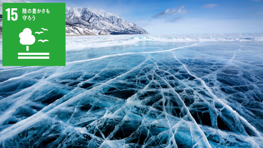 淡水のプランクトンも凍結防止のため 海の磯の香りの元になる双性イオンをつくり出す