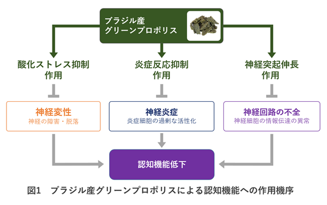 「ミツバチサミット2023」で、プロポリス含有食品の臨床研究成果を発表