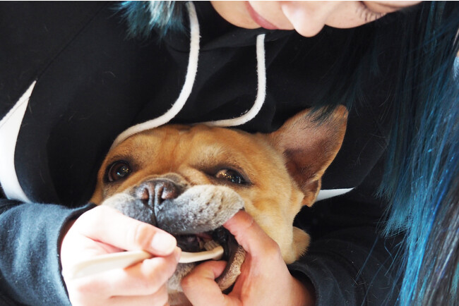 愛犬の”歯磨きで健康寿命を延ばす”をブランド理念に活動するオーラバイオから、小型から大型犬まで対象の「オーラバイオブラシlargeカフェラテ」新発売！