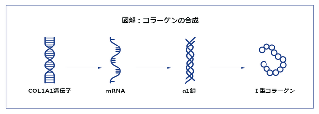 「内因」性の解決策を目指すアンチエイジング～asakadoブランドの挑戦、ユーザーテストは成功～