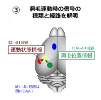 運動中に感覚が変化する脳メカニズムを解明
