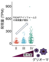 脳腫瘍でmTORを活性化する新たな仕組みの解明 ～脳腫瘍の新たな治療法の開発が期待される--北里大学