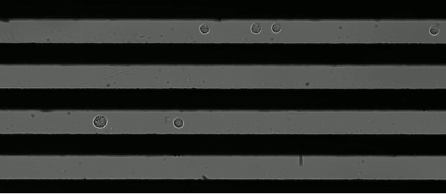 多数の細胞の電気特性を簡単・迅速かつ同時に測定できるデバイスを開発