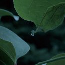 森のめぐみで健康に 森のめぐみで健康に