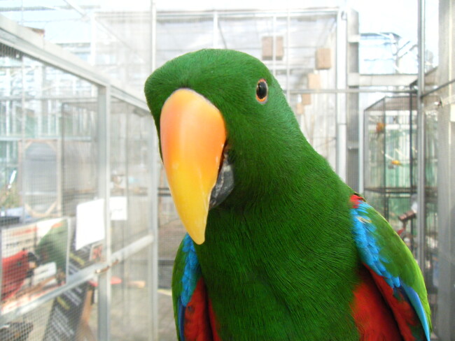 富士花鳥園の冬休み企画：オオハナインコちゃんたちにおやつをあげて、ハルクコンゴウインコのハル君を腕にのせよう！