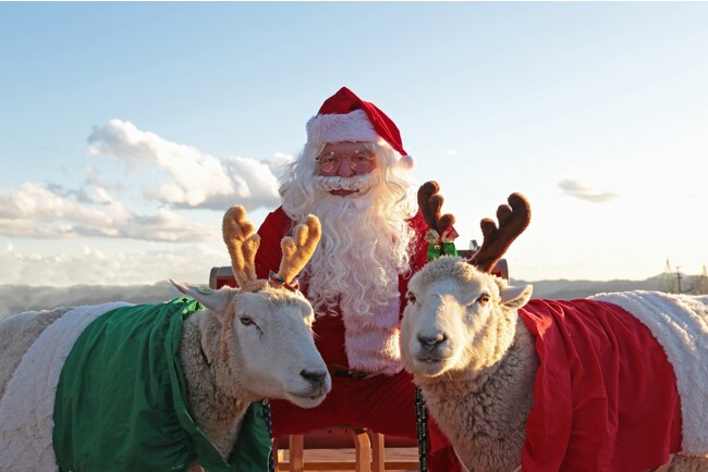 【動物たちと癒しのクリスマス】マザー牧場に「トナカイひつじ（!?）」とサンタクロースがやってくる！