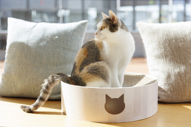【兵庫県初出店】クリスマスとお正月はネコまみれ！ネコカフェ『Cat Cafe MOFF つかしん店』グランドオープン！