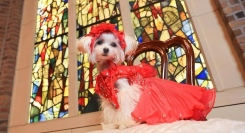 ステンドグラスが美しいチャペルで、おめかししたワンちゃんの最高の一枚を！プロカメラマンによる写真撮影と、お正月限定ランチを楽しめるイベントが開催