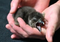 【京都水族館】ケープペンギンの赤ちゃんが12月3日に誕生!