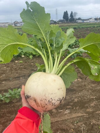 冬になっても毎日暑くて育ちすぎ野菜が発生「おたすけOisix」高温で肥大した「大きなかぶ」を販売（12/14～）