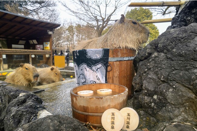 埼玉県こども動物自然公園と昭和レトロな温泉銭湯玉川温泉が「カピバラ温泉」でコラボイベントを実施します