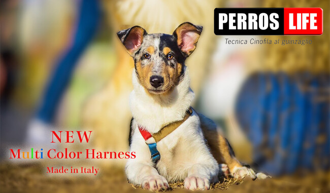 新登場！イタリア製「PERROS」犬用ハーネス マルチカラー！