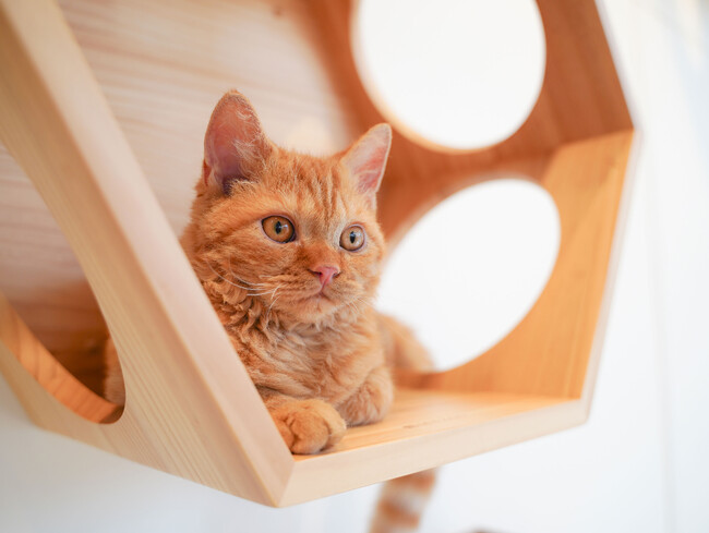 クリスマスとお正月はネコまみれ！ネコカフェ『Cat Cafe MOFF イオンモール広島府中店』グランドオープン！