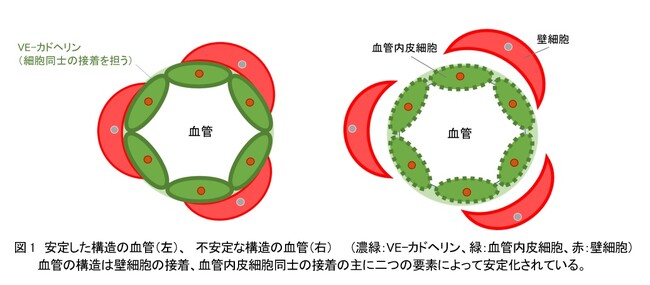 資生堂、「べにばな」から抽出したエキスに毛細血管の構造を安定化する効果を発見　～血管に着目したホリスティックなエイジングケアへと応用～