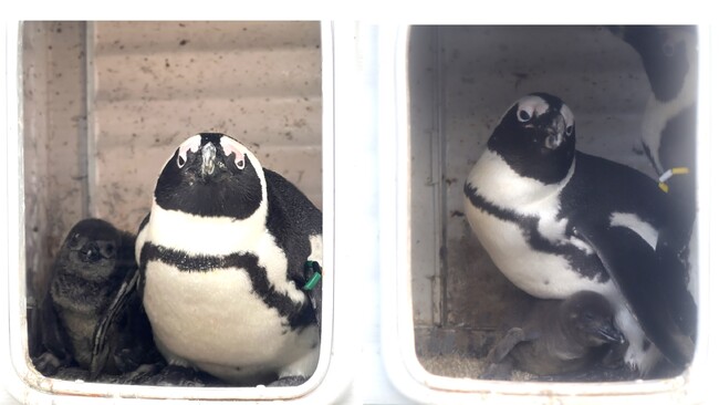 四国水族館で今年3羽目、4羽目となるケープペンギンの雛が誕生！