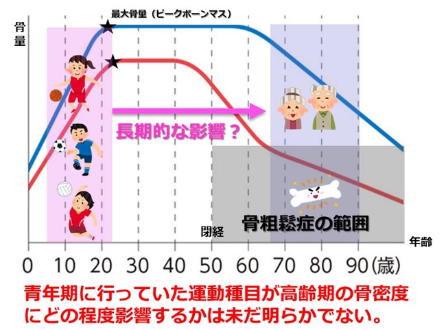 青年期にバスケットボールやバレーボールをすると高齢期の骨密度が高くなる？