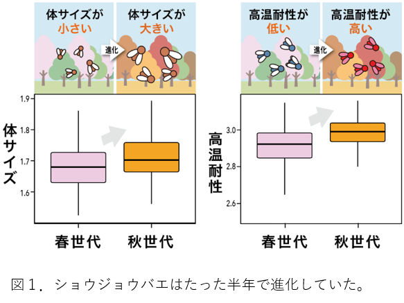 四季を通じて昆虫が進化する証拠を発見　形態や生理的特徴に影響を与える環境要因を徹底的に排除することで進化を検出
