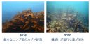 静岡県下田市大浦湾のカジメ場の変化 静岡県下田市大浦湾のカジメ場の変化
