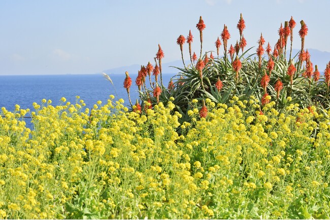 一足早い春の訪れ♪「菜の花」と「キダチアロエ」が見頃に!