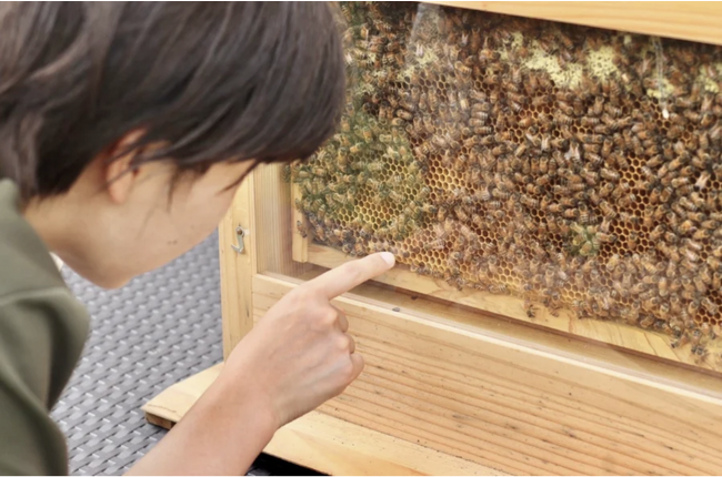 千葉県で唯一の村「長生村」で養蜂体験ができる宿泊プランが新登場。養蜂場を見学しながらミツバチの生態を学ぶ