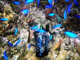 海底熟成イメージ 海底熟成イメージ