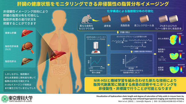 生体組織中の脂肪酸分布の特徴を無標識で可視化する手法を開発