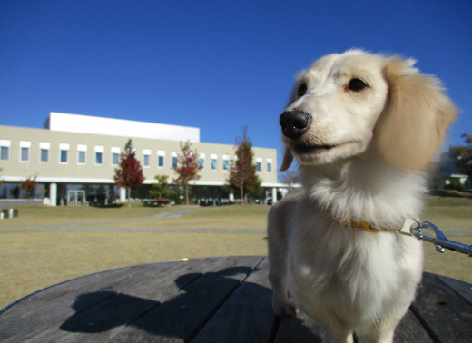 犬猫の殺処分のないまちを目指して、愛知県豊橋市が実施中のクラウドファンディングが目標額の70％を突破！募集期間は１２月３１日まで！
