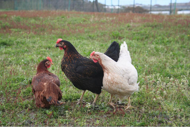 期間・数量限定! 福地鶏の”雄肉”を使ったメニューを道の駅「蓮如の里あわら」で提供