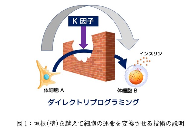 国立研究開発法人科学技術振興機構(JST)「2023年度 大学発新産業創出基金事業プロジェクト推進型 起業実証支援」の採択決定について