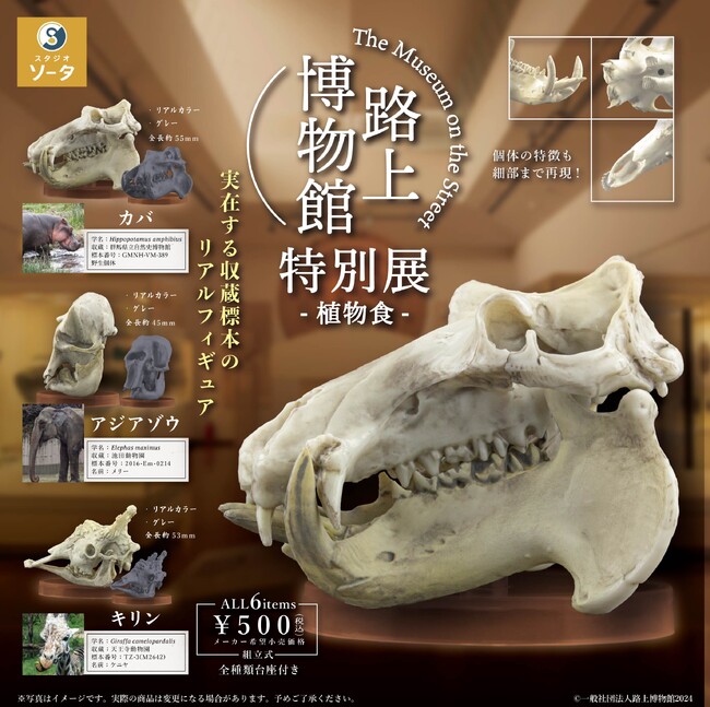 天王寺動物園＆群馬県立自然史博物館＆池田動物園由来のキリン・カバ・ゾウの頭骨標本を3Dスキャンし精巧に再現したカプセルトイ「路上博物館 特別展-植物食-」を2024年4月に発売！