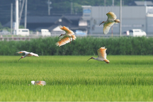 「絶滅したトキが飛び交うまちへ」トキのオリジナル絵本を作成し、トキと住民の絆を育むためにクラウドファンディングを開始