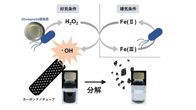 カーボンナノチューブを微生物で分解する世界初の手法を開発