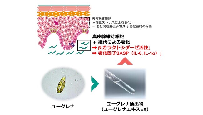 ユーグレナエキスEXが、老化させたヒトの真皮線維芽細胞の老化現象を抑制する効果を確認しました