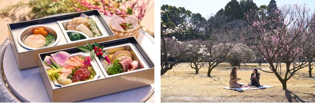 翠州亭、春の新定番がデザートメニューを刷新しグレードアップ！梅見弁当「梅のピクニックBOX」1日15食限定で2024年も販売決定！