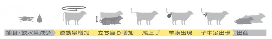 牛の分娩の兆候をAIで検知する、ライブモニタリングシステム「NiLIMo」を発売