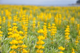 ※町花:ルーピン(和名ノボリフジ)イメージ画像 ※町花:ルーピン(和名ノボリフジ)イメージ画像