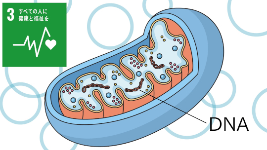 可逆性小児急性肝不全の発症機序の解明-治療薬開発に向けた道筋-