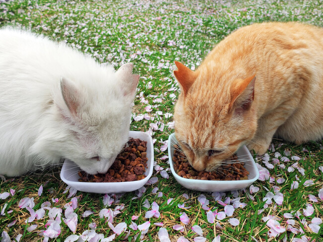 緊急署名開始！野良猫問題の解決に大ブレーキをかける沖縄県の条例案にNo！