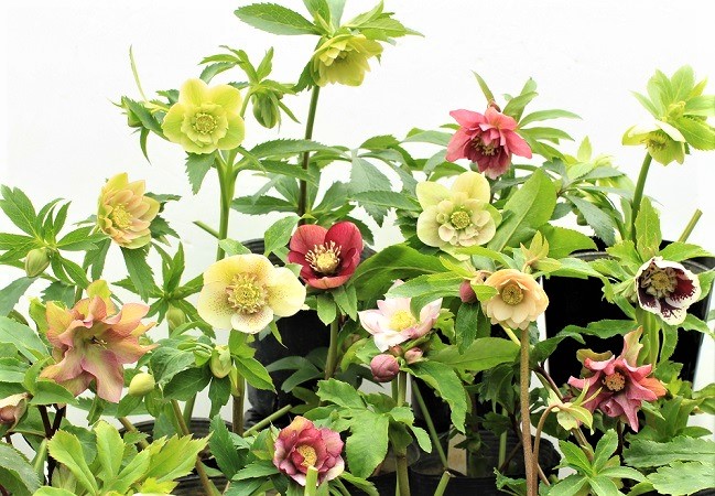 「クリスマスローズの世界展2024 ～魅惑の花、新たなステージへ～」2月23日（金・祝）・24日（土）開催！