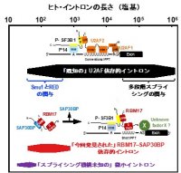 タンパク質の設計図であるメッセンジャーRNAから短い不必要配列を取り除く新しい複合体因子の発見
