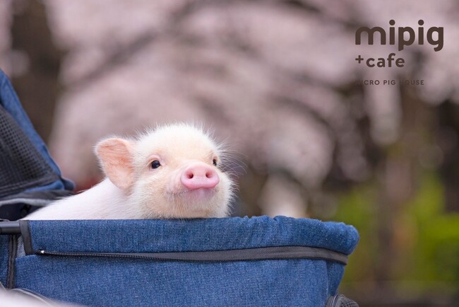 マイクロブタカフェ“mipig cafe”が2024年3月に池袋と原宿竹下通りで2店舗オープン予定