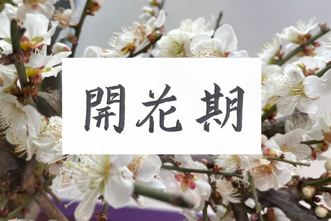 「開花期」Terra Charge 年頭所感2024