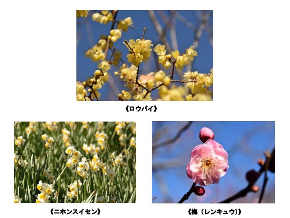 毎年好評の「ロウバイ」の花が見ごろです！