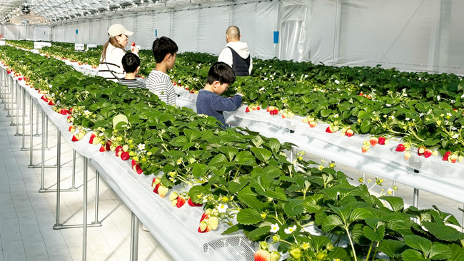 岡山県西粟倉村のBASE101％で今シーズンのいちご狩り（40分間食べ放題）が始まりました