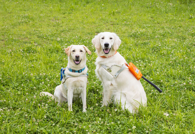 盲導犬の支援につながる。こども歯みがき「アパガードアパキッズ」累計出荷本数 160万本* 記念キャンペーン開催！